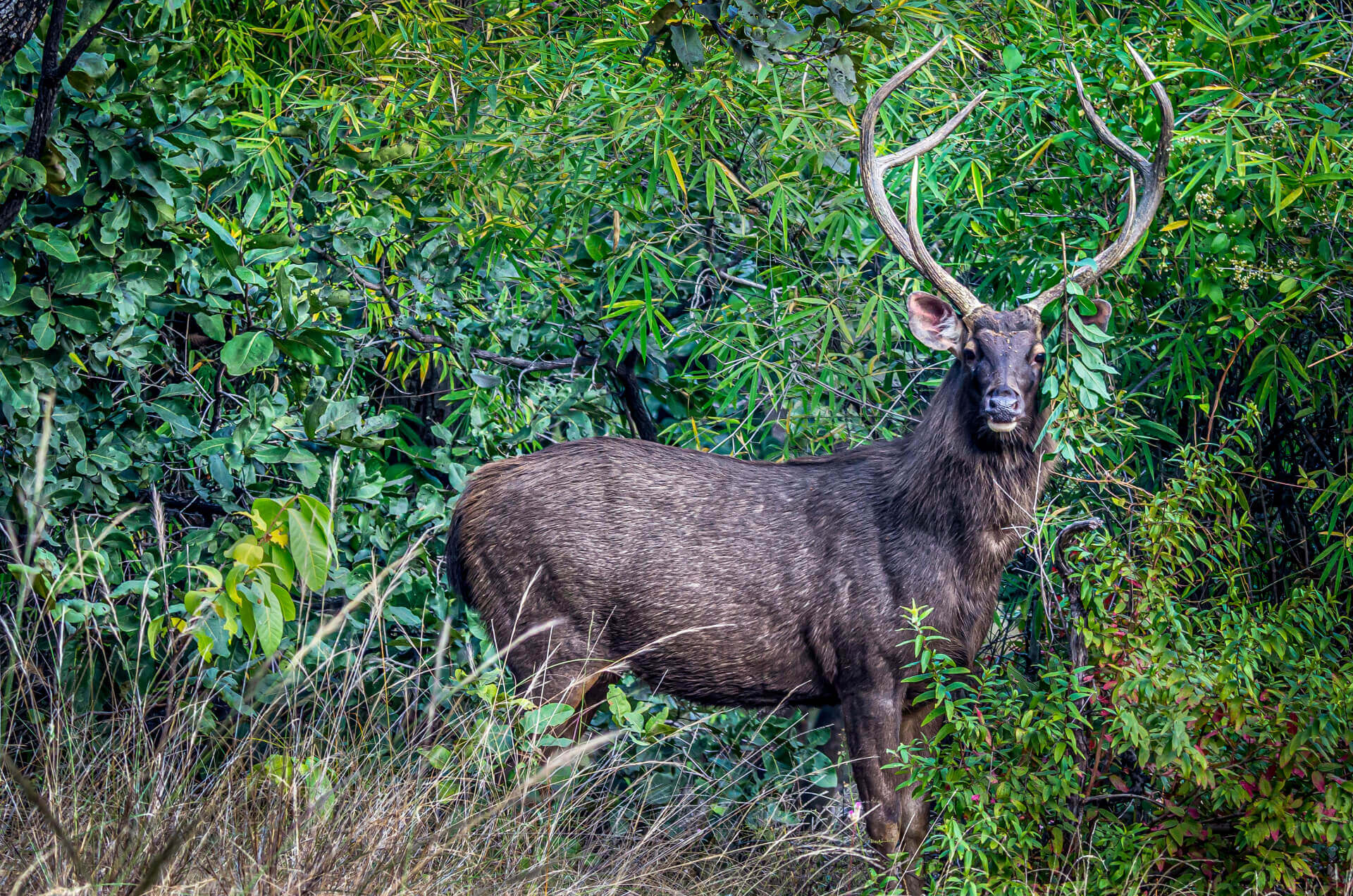 Wildlife Animals in Bandhavgarh