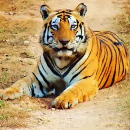 Satpura Tiger Reserve