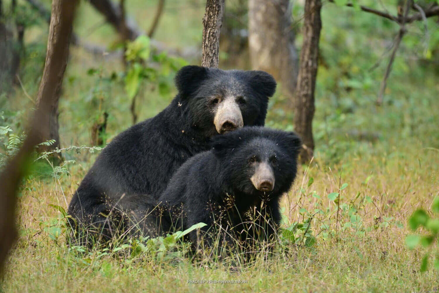 Wildlife Animals in Bandhavgarh