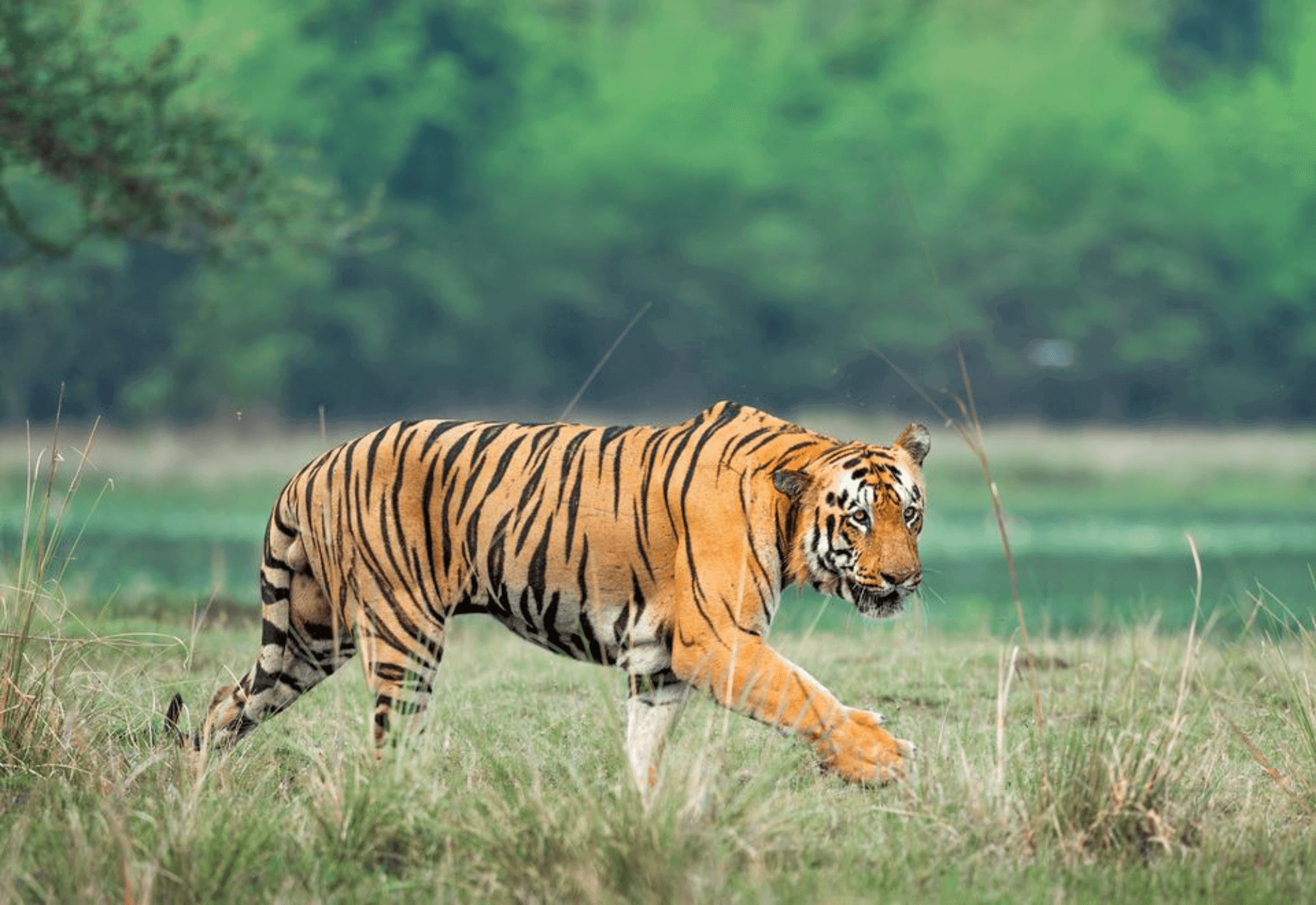 bandhavgarh tour plan