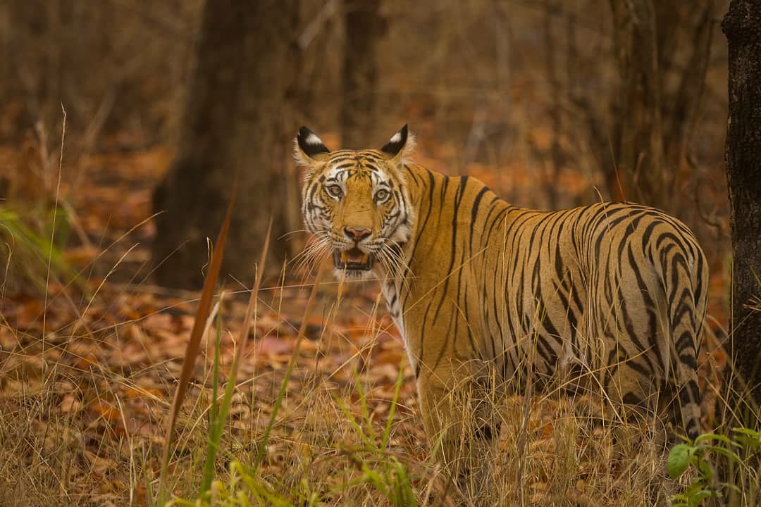 Rendezvous with Tigers in Bandhavgarh