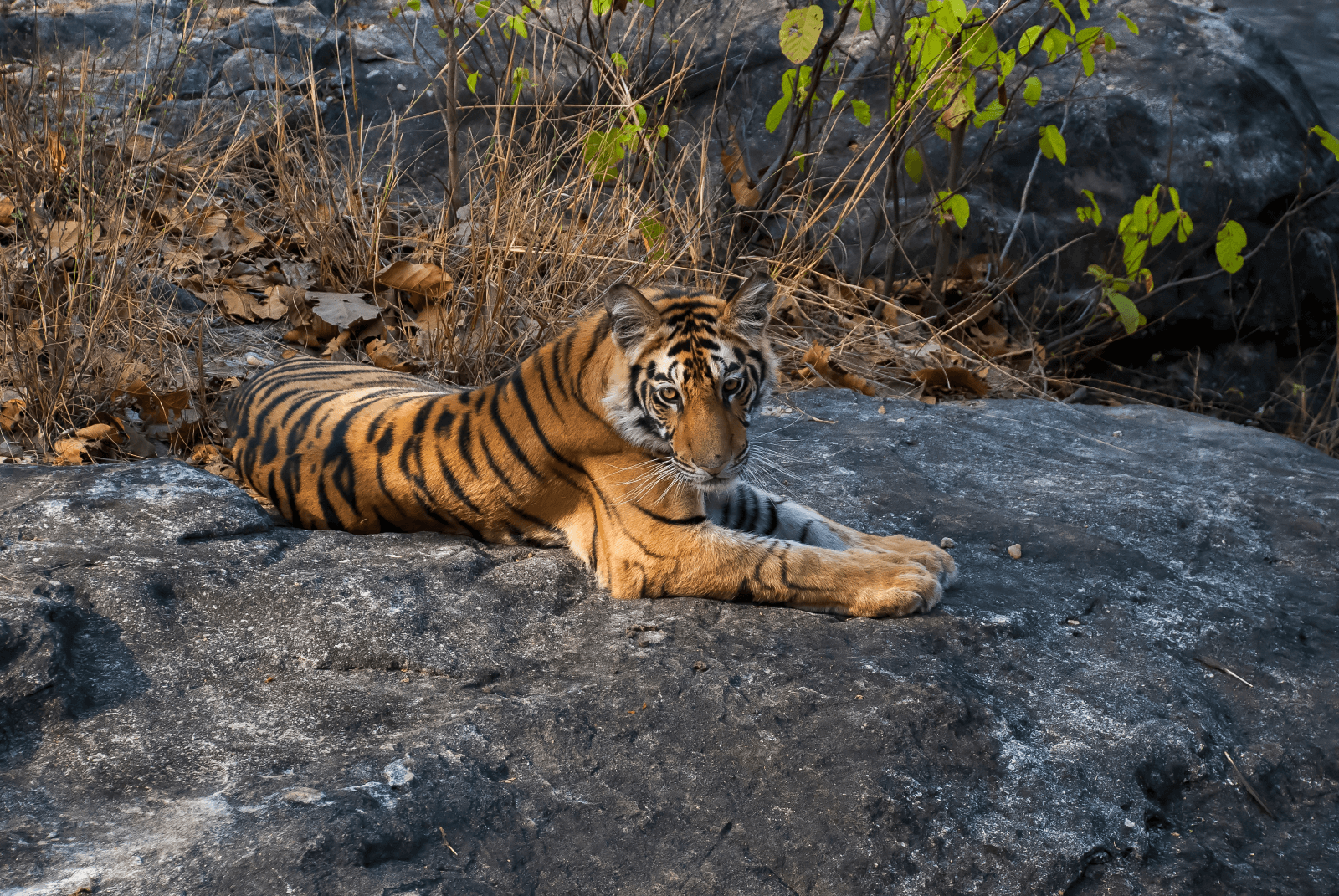 bandhavgarh tour plan